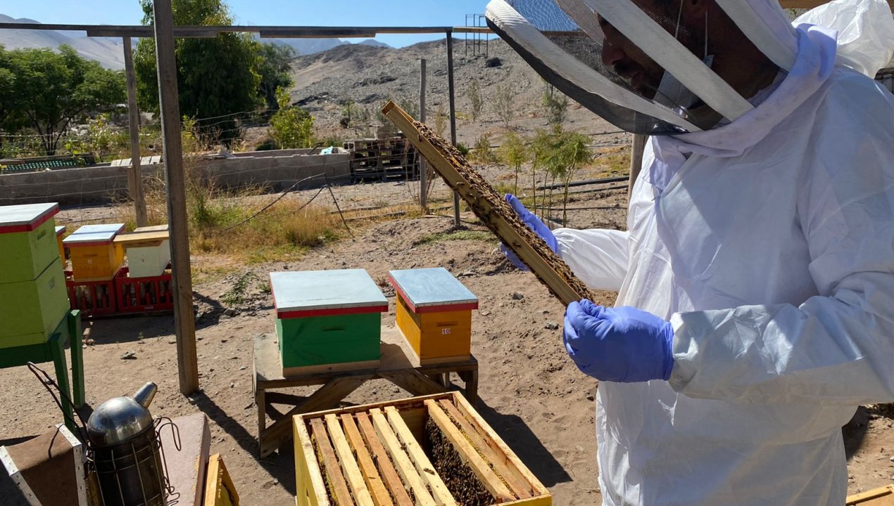 /inspeccionan-colmenas-recibidas-por-agrupacion-apicola-regional