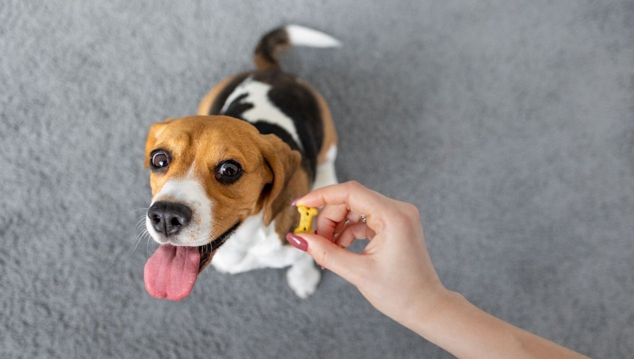 /importancia-paseo-perros-beneficios-adiestramiento