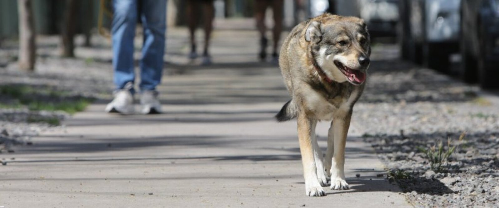 Altas temperaturas: ¿Cómo cuidar a animales de compañía de los golpes de calor?