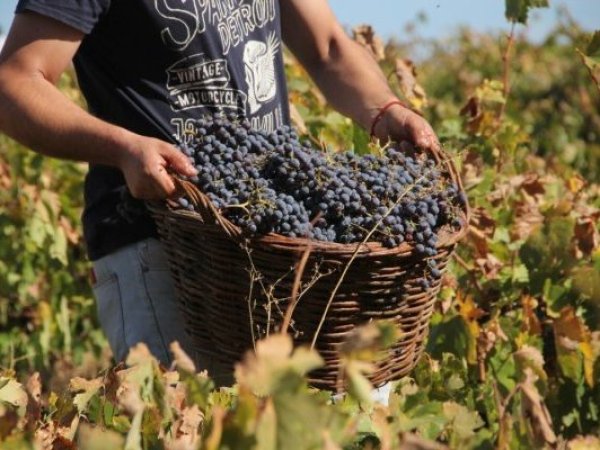 Marzo, abril y mayo: meses clave para las fiestad de la vendimia en Valparaíso