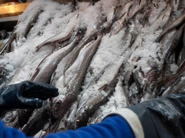 Sernapesca incauta más de 22 toneladas de productos del mar sin origen legal